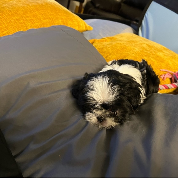 Meet your Posher, Andy - Picture 1 of 1